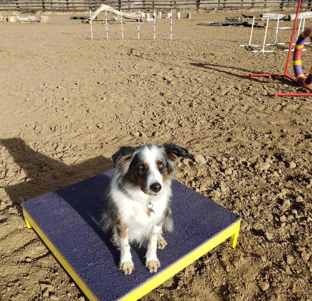 dog fitness equipment
