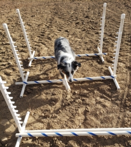dog walking over agility poles