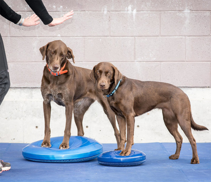 Dog Fitness Equipment K9 Fitness Works