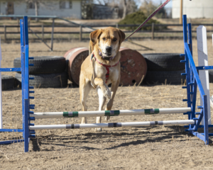 hound dog jumping agility