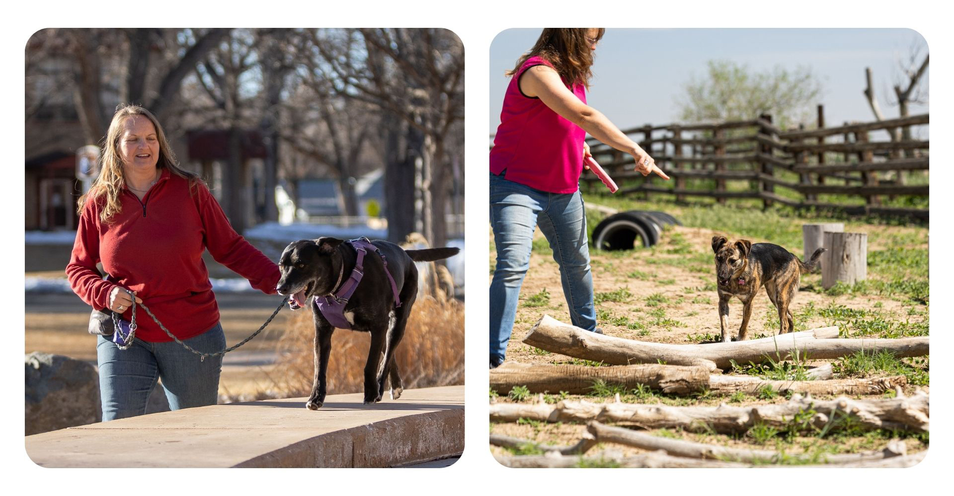 Jennifer Holmes performs a dog gait analysis in her K9 Pain Detectives workshop. One dog walks on-leash along the top of a stone wall. A second dog prepares to step over a series of low tree limbs arranged on the ground. 