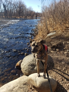 a dog standing on 2 boulders by the river